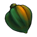 Acorn Squash